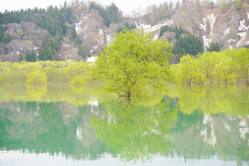 山形県白川湖の水没林