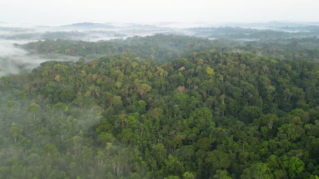 The Amazon's breath. Aerial view showing a thick fog of humidity generated by the brazilian Amazon rainforest, a natural phenomenon that is caused by the high humidity and heat of the rainforest.