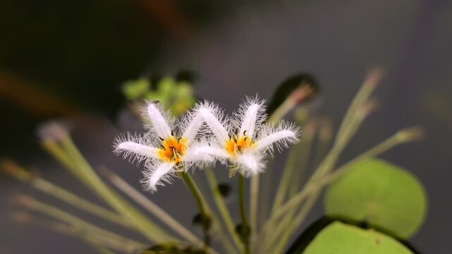 two delicate, white, fringed aquatic flowers with yellow centers, standing above the water, their fuzzy petals highlighted against a blurred background.