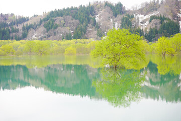 山形県白川湖の水没林