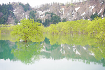 山形県白川湖の水没林