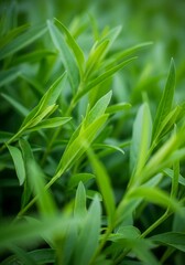 Lush Green Leaves with Selective Focus and Natural Light