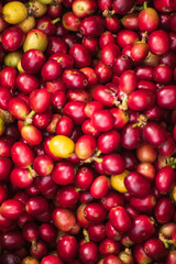 Vertical Horizon Ripe Red coffee bean berry plant fresh seed coffee tree growth green eco organic farm. Vertical red ripe seed robusta arabica berries harvest coffee garden. Fresh green coffee bean