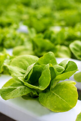 Vertical Horizon Salad farm vegetable green oak lettuce. Close up fresh organic hydroponic vegetable cabbage green salad hydroponic cultivate farm. Vertical green oak lettuce salad in eco Farm