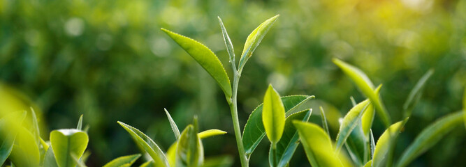 Banner Green tea tree leaves field young tender bud herbal Green tea tree in camellia sinensis organic farm. Panorama Fresh Tree tea leaf plant green nature in herbal farm background with Copy Space
