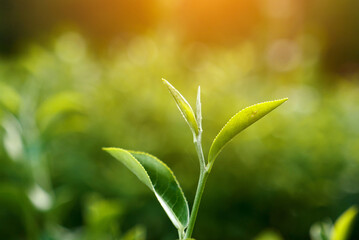 Green tea tree leaves field young tender bud herbal Green tea tree in camellia sinensis organic farm. Close up Fresh Tree tea plantations mountain green nature in herbal farm plant background morning