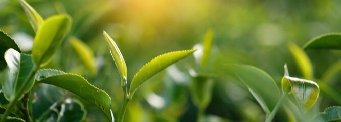 Obraz premium Banner Green tea tree leaves field young tender bud herbal Green tea tree in camellia sinensis organic farm. Panorama Fresh Tree tea leaf plant green nature in herbal farm background with Copy Space