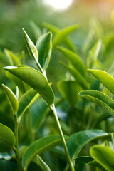 Obraz premium Vertical Green tea tree field Garden water hose landscape. Organic farm tender bud herbal Green tea tree camellia sinensis water. Vertical Close up Fresh Tree tea mountain green nature herbal farm