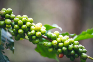 Green coffee bean berry plant fresh raw seed coffee tree growth in eco organic farm. Close up Green seed berries harvest arabica coffee garden. Fresh coffee bean green leaf bush ecology berry plant