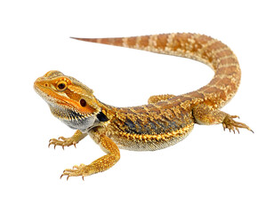 Naklejka premium A bearded dragon, with brown and tan scales, curling tail, and dark beard, on a transparent background