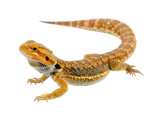 A bearded dragon, with brown and tan scales, curling tail, and dark beard, on a transparent background