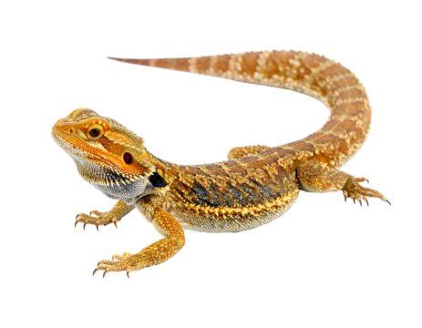 A bearded dragon, with brown and tan scales, curling tail, and dark beard, on a transparent background - Powered by Adobe