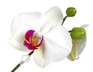 A bright white orchid flower, with a magenta center, contrasts against a black background with unopened buds