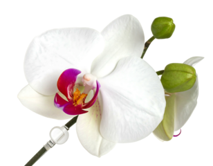 A bright white orchid flower, with a magenta center, contrasts against a black background with unopened buds