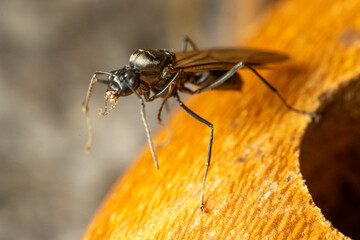 Macro Close-up of a Winged Ant on a Brown Surface