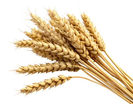 Golden sheaf of wheat, with plump grains, against a transparent background, casting soft shadows