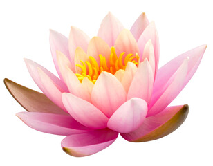 A captivating close-up of a pink lotus flower with vibrant yellow stamens, set against a stark black background