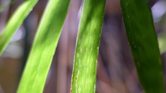 Close-up of vibrant green bamboo leaves illuminated by sunlight against a soft blurred background, revealing detailed texture and veins.
