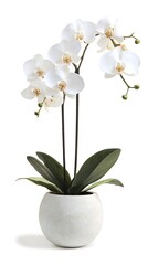 Elegant White Orchid Phalaenopsis Blooms with Lush Green Leaves on White Background