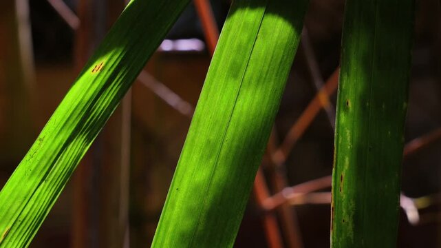 Close-up of vibrant green bamboo leaves illuminated by sunlight against a soft blurred background, revealing detailed texture and veins.