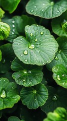 Lush Green Gotu Kola Leaves Adorned with Sparkling Water Droplets after Rain