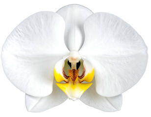 A close up shot of a white orchid with a detailed yellow and brown center on a black background