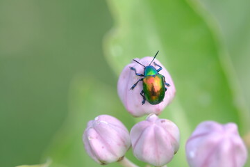 Macro photo of metallic green beetle on pink flower bud.