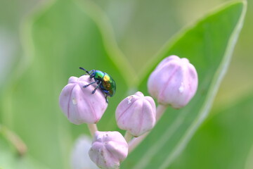 Macro photo of metallic green beetle on pink flower bud.