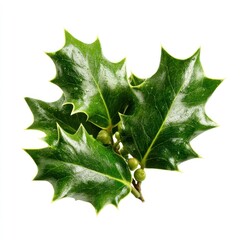 Fototapeta premium Glossy green holly leaves isolated.