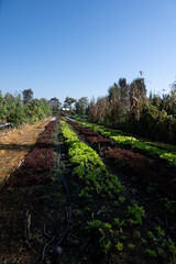 Chinampas in xochimilco cdmx