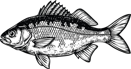 Handdrawn fish engraving art design