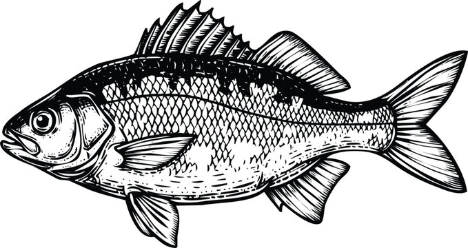 Handdrawn fish engraving art design