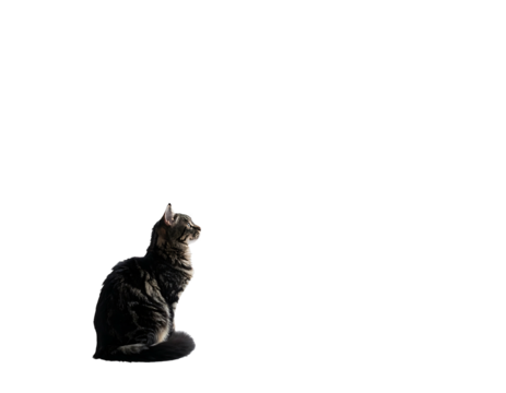 Focused, striped cat sits in sunlight, looking upwards, against a dark background, its fur highlighted by the light