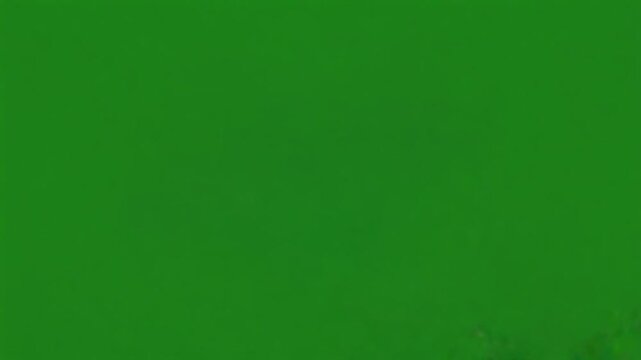 Close up of a yellow and black swallowtail butterfly against a green background image view butterfly green screen video
