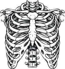 Anatomical illustration of a human rib cage engraving art design