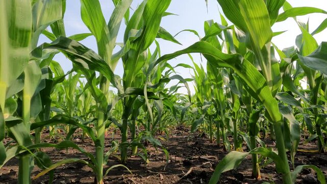 Surface level views of healthy young corn plant in fertile soil. Stationary views of the lower region of the crops blowing in the wind. Captured in early June in the Midwest, USA.