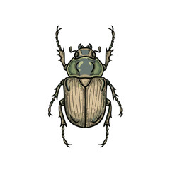 Fototapeta premium Illustrated beetle with detailed features on white background 
