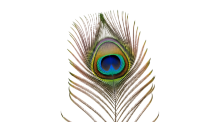 Close up of a single peacock feather with iridescent eye pattern isolated on a transparent background