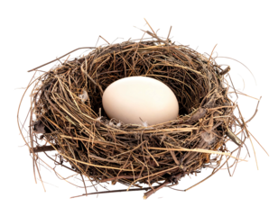 Bird's nest. A lone, round, white egg rests in a nest woven from twigs and dry grass, set against black backdrop