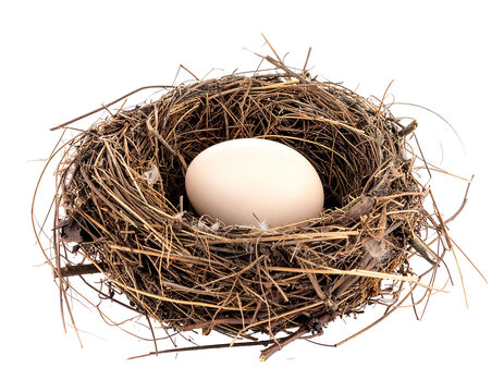 Bird's nest. A lone, round, white egg rests in a nest woven from twigs and dry grass, set against black backdrop