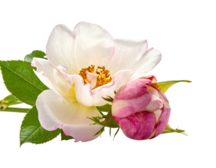Delicate white and pink rose blossom with a bud, against a black background, showcasing soft petals and textures