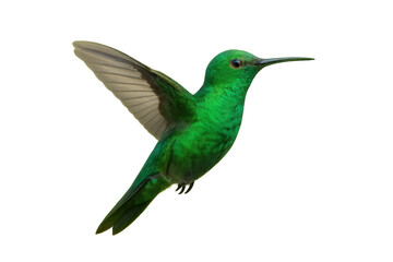 Hummingbird in flight, showcasing vibrant green plumage. Animal wildlife concept with a transparent background