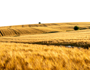 Golden wheat field stretching towards the horizon under a dark sky with a small tree and farm equipment