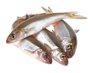 Obraz premium Pile of small, silver fish with golden fins on black backdrop, showcasing their fresh, raw state