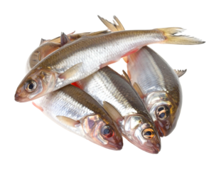 Pile of small, silver fish with golden fins on black backdrop, showcasing their fresh, raw state