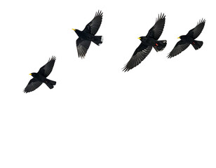 Naklejka premium Four birds with dark plumage and bright yellow beaks in flight against a dark background