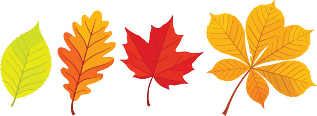 Colorful autumn leaves collection bringing vibrant fall foliage to your designs with seasonal elegance and a touch of nature's beauty