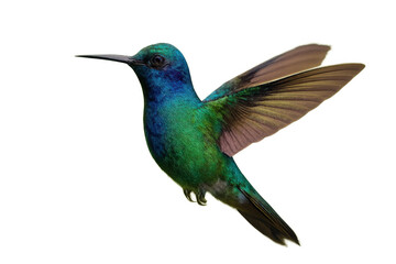Obraz premium Hummingbird flying with vibrant iridescent feathers, showing beauty of nature and wildlife, transparent background