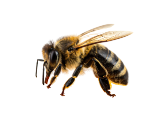 Detailed, close-up shot of a bee with striped abdomen against a contrasting black background