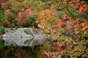 The soothing sound of autumn whispers by the cascade.  Found this hidden gem tucked away in the forest, surrounded by mossy rocks and seasonal change. Pure, peaceful nature therapy.